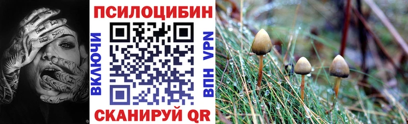 omg ССЫЛКА  где можно купить   Магас  Галлюциногенные грибы Psilocybine cubensis 